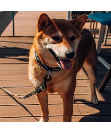 Dog Lead Clips Dog Lead Clasp Black Heavy Duty Dog Lead Snaps Hooks Swivel Snap Hooks Trigger Clip Trigger Snaps base interior width 3/4" 4pcs - Buy Online on GoSupps.com