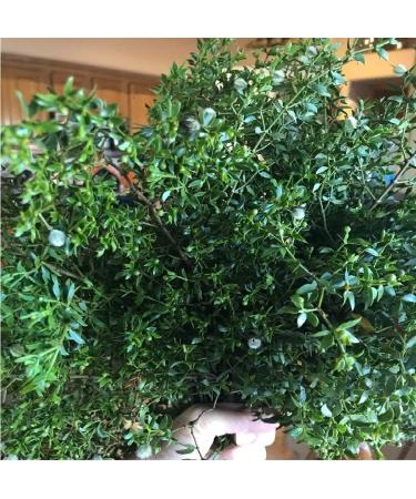 Desert Herbal Creosote/Chaparral Skin Healing Salve 2 fl oz | $14.99 - Buy Online on GoSupps.com