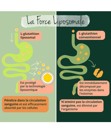 GLUTATHION Liposomal & R duit | 180 G lules | Avec Pr curseurs : NAC Vitamine C MSM Glycine | PureWay - G | Antioxydant + Anti age + Immunit | Vegan & Sans Additifs | Vegavero 180 unit (Lot de 1) - Buy Online on GoSupps.com