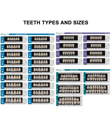 Buy A2 A3 Dental Synthetic Resin Teeth - False Upper & Lower Dentures | Halloween Costume Accessory | Full Set 468+U67+34 - Buy Online on GoSupps.com
