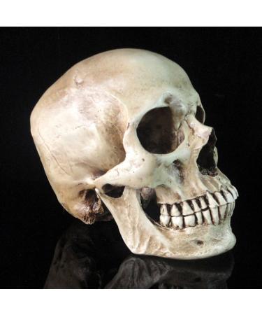 Lifesize 1:1 Human Skull Replica Resin Model - Anatomical Medical Skeleton by MagiDeal - Buy Online on GoSupps.com