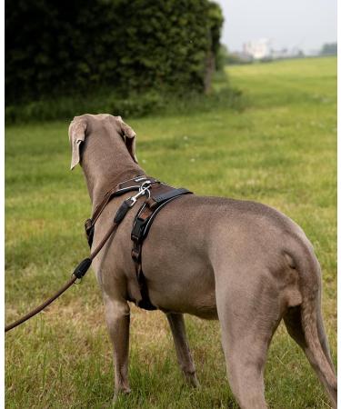 Buy Lionto Dog Harness - Padded Anti-Pull Reflective Safety Adjustable XL Size in Brown - Ideal for Large Breeds - Buy Online on GoSupps.com