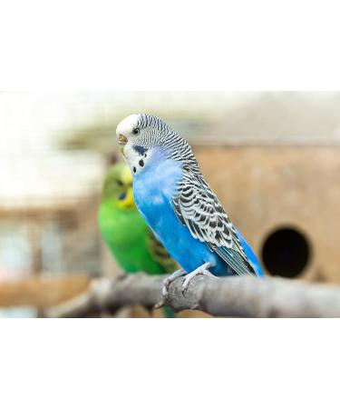 2 x 100g Packs Vitakraft Millet Spray For Birds - Buy Online on GoSupps.com
