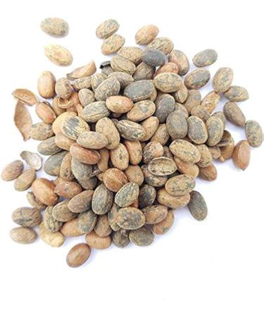 vinarghya - Jamalgota/Croton Tiglium/Jayaphala/Jamalghota/Nepala/Nervalam/Purging Croton/Japalbij/Japolota/Narchalam/Nepalamu/ 50 g