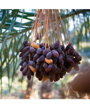 NABALI FAUMAST Medjool Dates - 100% Natural & Aromatic - Sweet Honey Caramel Flavor - 1kg Pack - Imported from Palestine - International Shipping Available - Buy Online on GoSupps.com