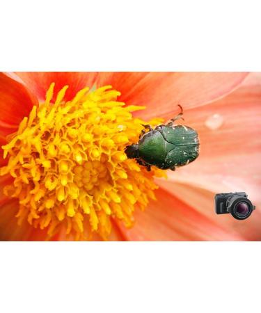 Raynox DCR-150 Snap-On Macro Lens - Enhance Your Photography with Precision - Buy Online on GoSupps.com