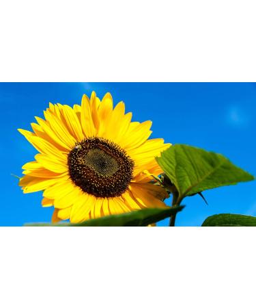 Natural Sunflower Oil with White Truffles - Premium Gourmet Truffle Oil for Cooking & Salads (200ml) - Buy Online on GoSupps.com