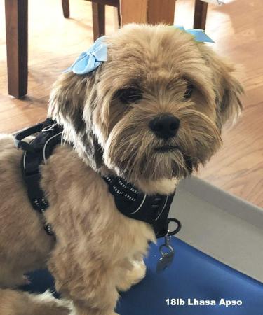 Cute Puppy Supplies: Dog Hair Bows for Large & Medium Dogs - Pet Grooming Products - 8ct Small Dog Bows & Hair Clips - Girl's Pet Accessories - Buy Online on GoSupps.com