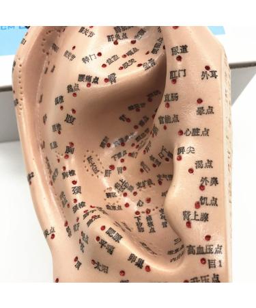 16cm Human Ear Acupuncture Point Model Meridian and Ear Model - Clear Handwriting Environmentally Friendly and Durable - for Ear Acupuncture Point Study Teaching - Buy Online on GoSupps.com