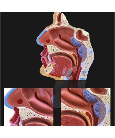 Mouth Nose Throat Pharynx Education Human Body ENT Model Study Model Pathology Nose Throat Model Enlarge The ical Model of Human Organs A+a - Buy Online on GoSupps.com