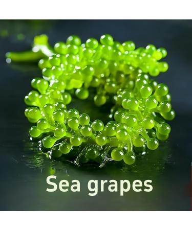 Raisins de mer (100 g x 3 paquets) - Algues d shydrat es Umibudo caviar vert plats d'accompagnement cornichons instantan s l gumes ingr dients chauds algues lato raisins de mer pour manger un - Buy Online on GoSupps.com