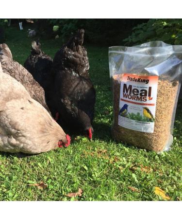 TradeKing 2 lb Dried Mealworms - High Protein Treat for Wild Birds, Chickens, Fish & Reptiles - Buy Online on GoSupps.com