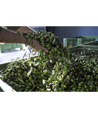 Premium Native Olive Oil Extra 100% Italian - Cold Pressed 3L Canister | Ideal for Culinary Excellence - Buy Online on GoSupps.com