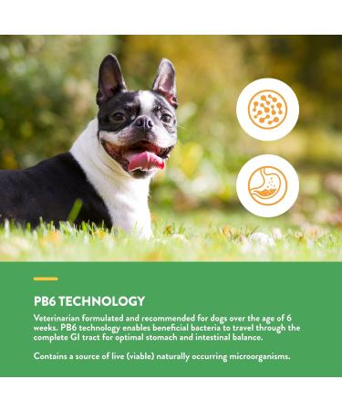 Veterinarian Strength Advanced Probiotics Healthy Enzymes & PB6 Probiotic Supplement & Urinary Health Supplement Soft Chews for Dogs Healthy Bladder & Urinary Tract Support 70 Count (Pack of 1) Probiotic Supplement + Nutritional Assorted - Buy Online on GoSupps.com