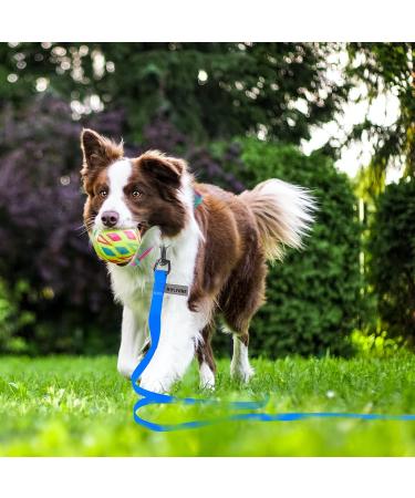 Wolfone 3m Blue Dog Tow Lines - Waterproof Durable Leash for Training Swimming & Outdoor Adventures - Buy Online on GoSupps.com