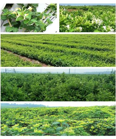 cn herb 250g Bulk Honeysuckle Tea Dried Honeysuckle First Class Second Class (Level 1) 1 Count (Pack of 1) - Buy Online on GoSupps.com