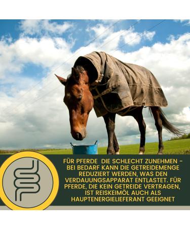 Rice Germ Oil Flax Oil 1L 30 ml for Horses Plus Vitamin E + Amino Acids Horse + Complex - Bodybuilding Horse Without Selenium Lysine Replenishing Food Supplement Horse Food - Buy Online on GoSupps.com