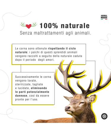 Animal House 100% Natural Deer Antlers for Dogs - Durable & Resistant Chew Promotes Mouth Hygiene - Available in XXL (1 Piece) - Buy Online on GoSupps.com