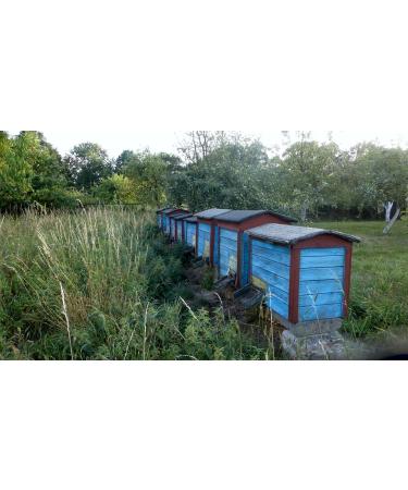 Natural Raw Honey 1.1 kg - Unfiltered & Additive-Free - Directly from Beekeeper - Perfect Gift Idea - Heidehonig - Buy Online on GoSupps.com