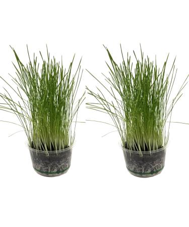 Catomwise Eco Cat Grass Kit x 2 | Organic Cat Grass Kit with environmentally friendly PLA bowls | Great For Indoor Cats - Good for outdoor cats too.