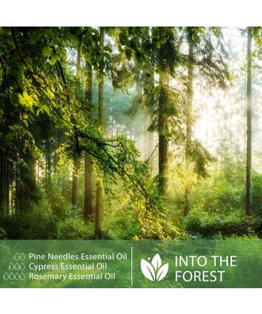 Pine Needles Essential Oil 30ML - 100% Pure Therapeutic Grade Natural Oil for Diffusers | Aromatherapy for Relaxation | 1 Pack - Buy Online on GoSupps.com