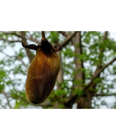 FGO Organic Baobab Powder from Zimbabwe - 12oz Resealable Bag (1 Pack) - Buy Online on GoSupps.com