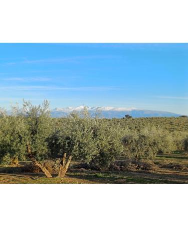 Premium Extra Virgin Olive Oil Early Harvest Cold Extraction Lucio Variety 500 mL - Spanish Olive Oil - Buy Online on GoSupps.com