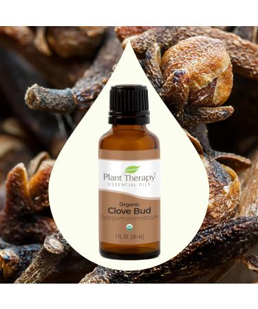 Buy Organic Clove Bud Essential Oil - 100% Pure USDA Certified Therapeutic Grade | Plant Therapy 30 mL (1 oz) - International Shipping Available - Buy Online on GoSupps.com