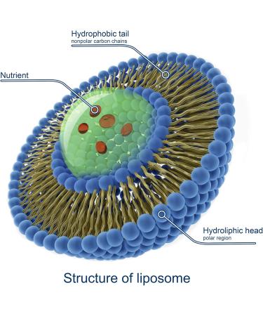 MAG BOOST 20 Sachets | Triple Action on Immunity Fatigue and Nervousness | A Synergy of Highly Assimilable Liposomal Magnesium Vitamin D and Zinc | SYNERGIA laboratory - Buy Online on GoSupps.com