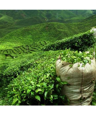 Organic White Tea Cinnamon Loose White Tea 100 gram bag with Zip 40 Cups 100% Organic Farming Tea B - Buy Online on GoSupps.com