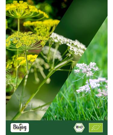  Biojoy Biojoy Organic Anise Caraway Fennel Herbal Tea (250g) whole seeds without additives - Buy Online on GoSupps.com