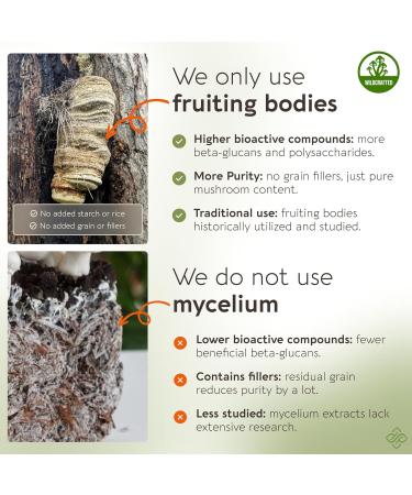 Longevity Botanicals Agarikon Mushroom Extract Capsules (120) | Concentrated 10:1 Ratio | 100% Fruiting Bodies | Laricifomes Officinalis Supplement for Immunity & Respiratory Support - Buy Online on GoSupps.com