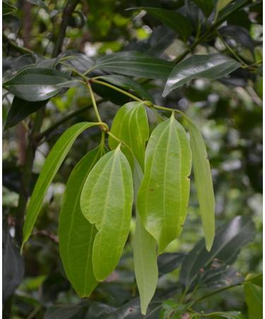 Certified Organic 227g/.5LB Premium Grade Ceylon/True Cinnamon Sticks - Buy Online on GoSupps.com