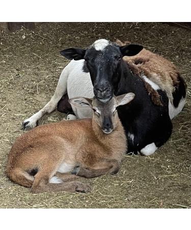 Organic Bruce Jewce Gourmet Mouthrinse 15 oz - Natural Mouthwash for Dry Mouth, Gingivitis & Tooth Decay - Non-Alcoholic Formula with No Fluoride - Suitable for Adults & Kids - Buy Online on GoSupps.com