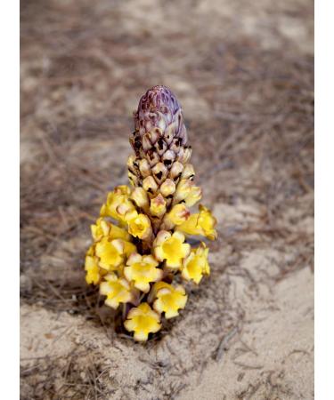 Addictive Wellness Cistanche Extract Powder, Adaptogenic Herb for Endurance, Vitality, & Cognitive Health, Supports Energy & Longevity, Sustainably Sourced, Vegan & Paleo - Buy Online on GoSupps.com