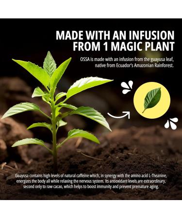  OSSA OSSA Elderflower Apple Energy Tea (24 x 250 ml) Refreshing Guayusa-Infused Boost Packed with Antioxidants for Natural Energy & Wellness - Buy Online on GoSupps.com