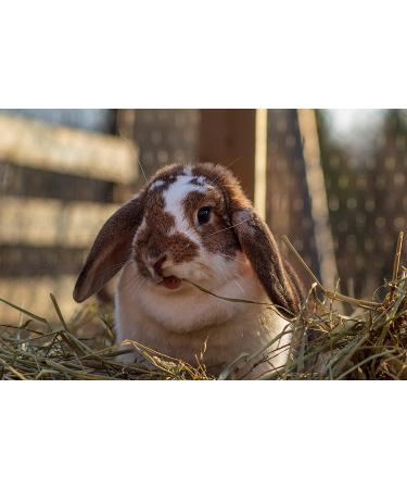 Organic Blue Mountain Hay Bedding Straw for Small Pets & Chickens - 3 lb Fresh Farm Delivery - Buy Online on GoSupps.com
