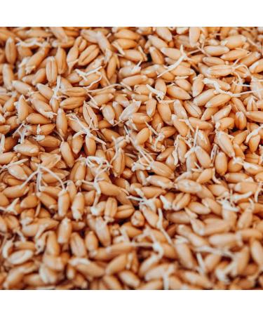 AHO Spelt Pizza Cracker from organic spelt | Raw spelt cracker from German organic farming | Superfood | 100% organic vegan raw | Plastic-free packaging (100 g) - Buy Online on GoSupps.com