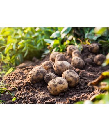 Mynatura Potato Fibers - High-Fiber Potato Flour for Healthy Bread (2 x 1000g) - Shop Now! - Buy Online on GoSupps.com