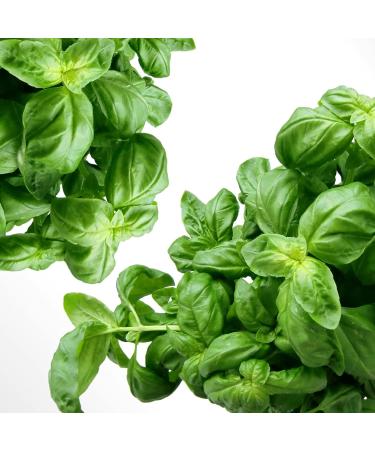 Dried basil in leaves 250 g - LA PLANTIGO - Buy Online on GoSupps.com