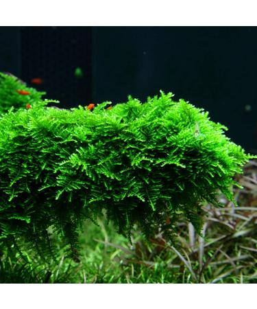 DK Aquatics VESICULARIA LIVE AQUARIUM CHRISTMAS JAVA MOSS 10g-100g (10g)
