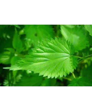 nettle for hair growth - PROSTATE SUPPORT PILLS - nettle leaf tea saw palmetto stinging nettle leaf prostate support pills saw palmetto with nettle root saw palmetto root extract 3 Bot 180 Caps - Buy Online on GoSupps.com