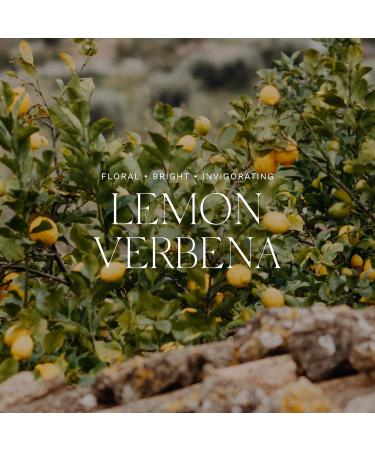 Antica Farmacista Lemon Verbena Dish Soap 24 oz - Luxurious Eco-Friendly Cleaning for Your Kitchen - Buy Online on GoSupps.com