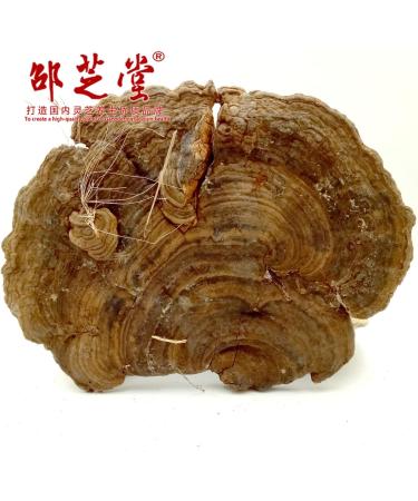 Wild Growth Cyan Ganoderma lucidum/Lucid Ganoderma/lingzhi 35.3 Oz. - Buy Online on GoSupps.com