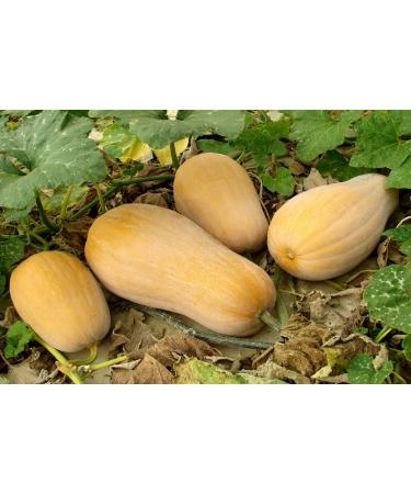 SAFLAX - ORGANIC - Squash - Butternut - 6 seeds - Cucurbita moschata - Buy Online on GoSupps.com
