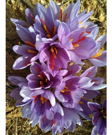  AP PASION POR EL AZAFRAN Box of 12 x 4 g Azafran Heroes Made in Spain Supreme Class I (ISO 3632-2) Great Flavour and Colour (12 x 4 g) - Buy Online on GoSupps.com