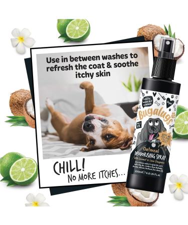 BUGALUGS Oatmeal Dog deodorant deodorising spray with Coconut & Lime scent dog perfume spray with odour neutraliser - vegan dog cologne dog grooming odour eliminator use with oatmeal shampoo Spray 200ml - Buy Online on GoSupps.com