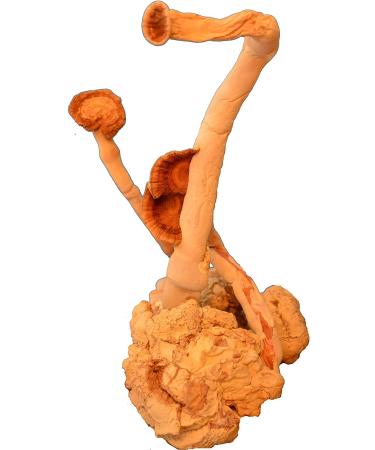 Tiger Milk Mushroom Extract - USA | Lung Respiratory Support & Immune Booster - Buy Online on GoSupps.com