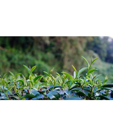 DLIC TEA Milk Oolong Jinxuan Oolong 75g - Premium Taiwan Alishan High Mountain Green Oolong - Buy Online on GoSupps.com