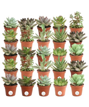 Costa Farms Mini Succulents Fully Rooted Live Indoor Plant 2-Inches Tall, in Grower Pot, 25-Pack 25-Pack Green 2-Inches Tall